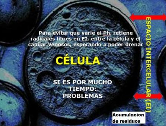 C�lula