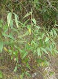 Asmachilca