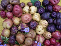 Papas
