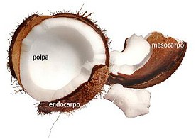 Cocos 02