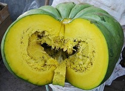 Zapallo