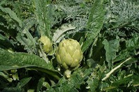Alcachofa