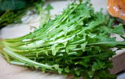 Achicoria