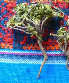 Hercampuri