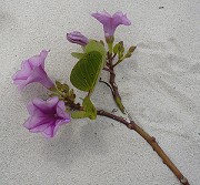 Flor de arena