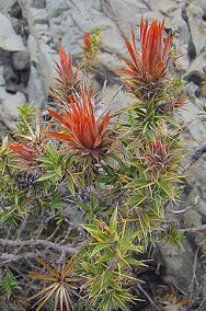 Huamanpinta
