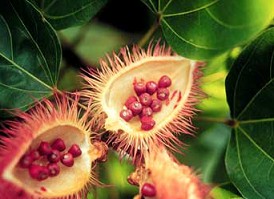 Aciote,
                  achiote, frutas con semillas