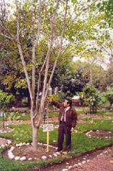 Sangre
                      de grado, �rbol