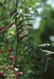 Schinus
                  molle, hojas y bayas