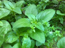 Menta piperita