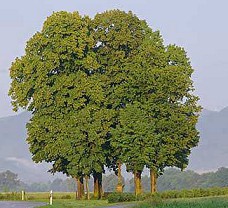 Tilo (Tilia
                  platyphyllos)