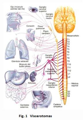 Cada vertebra
                              tiene su conexi�n con �rganos distintos