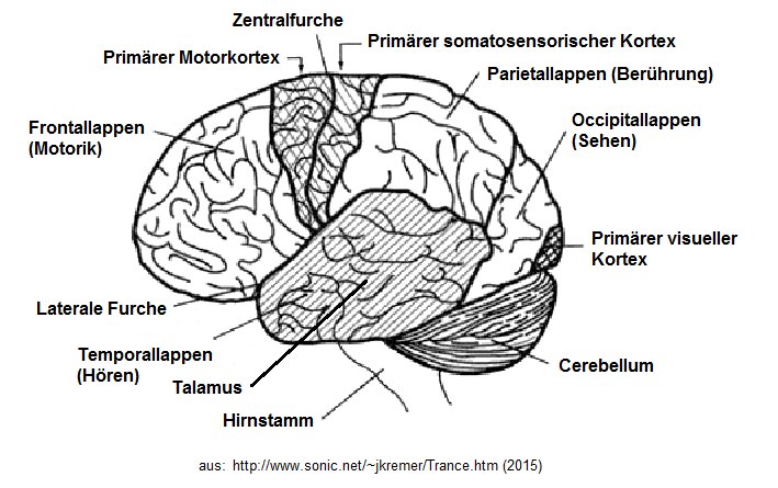 Esquema del cerebro con el cortex
                          somatosensorial y con el t�lamo