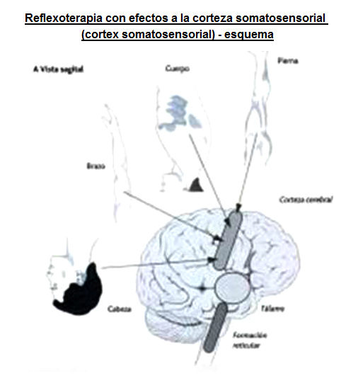Reflexoterapia con efectos a la
                          corteza somatosensorial (cortex
                          somatosensorial) - conexiones con cabeza,
                          brazo, tronco y pierna