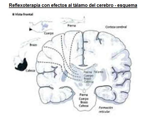 Reflexoterapia con efectos al t�lamo
                          del cerebro - conexiones con cabeza, brazo,
                          tronco y pierna