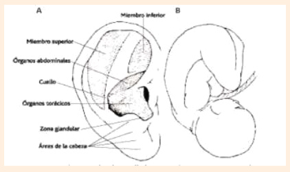Embriolog�a 02