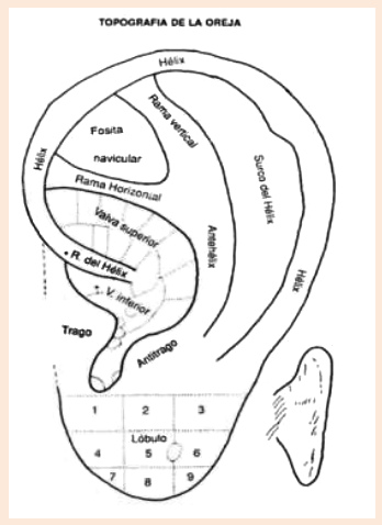 Topograf�a de la oreja