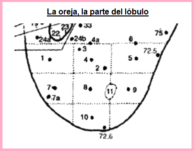 Cartograma auricular, el sector
                            bajo