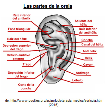 Las
                            partes de la oreja