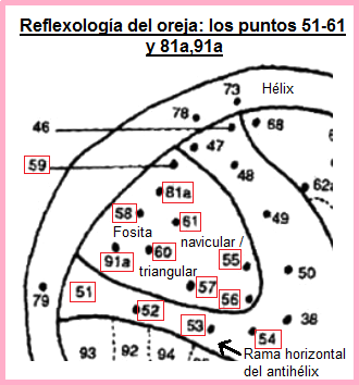 La oreja con los puntos 51 a 61 y 81a y
                            91a