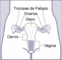 �rganos genitales de la
                  mujer con ovarios, trompas, �tero, c�rvix (cuello
                  uterino) y vagina - esquema