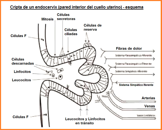 Fig 3: Esquema de una cripta
                  del endocervix (pared interior del cuello uterino)