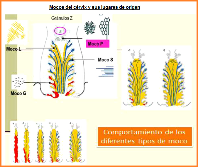 Fig. 12: Mocos y sus lugares de origen - y
                      gr�nulos Z