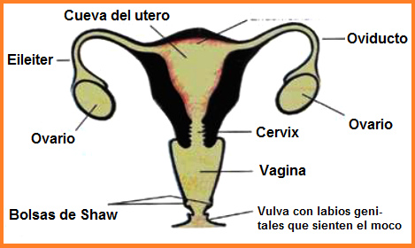 �rganos del
                                  aparato genital de la mujer con las
                                  bolsas de Shaw