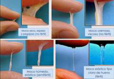 Moco
                                        cervical: seco, cremoso, h�medo,
                                        claro