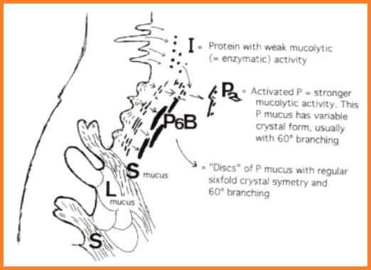 Fig. 10: proceso de
                    “muc�lisis” y conducci�n (Espermatozoides hacia el
                    �tero