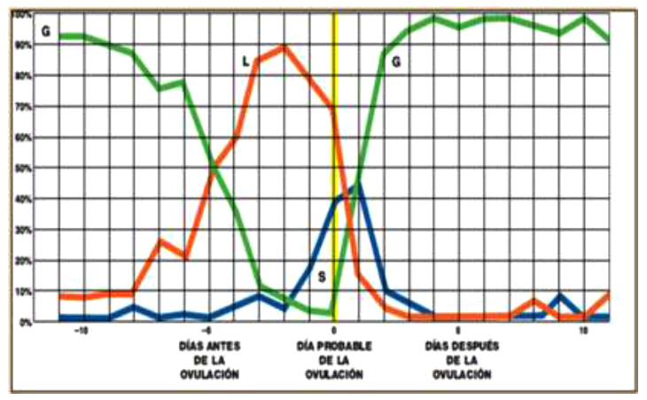 Fig. 11: mezclas de mocos
                    cervicales durante el ciclo femenino - diagrama