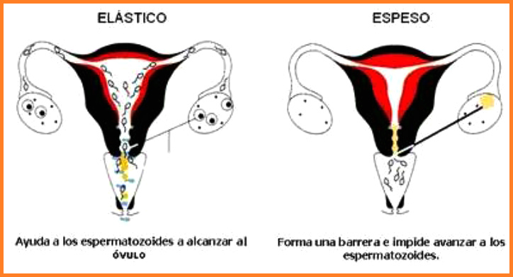 �rganos de la mujer con
                        esperma 02