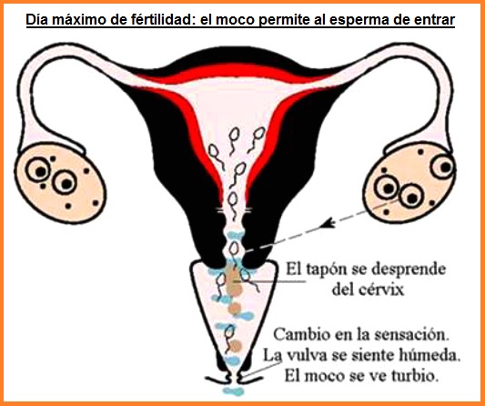 �rganos de la mujer
                    durante el d�a m�ximo: el moco permite la entrada
                    del esperma a la matriz