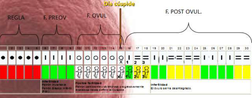 Fig. 17: Calendario con
                        d�as f�rtiles