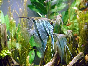 Angelfish