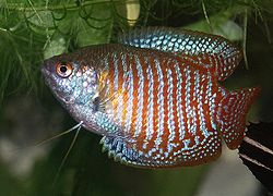 Pez
                    gouramis en agua cida de Asia