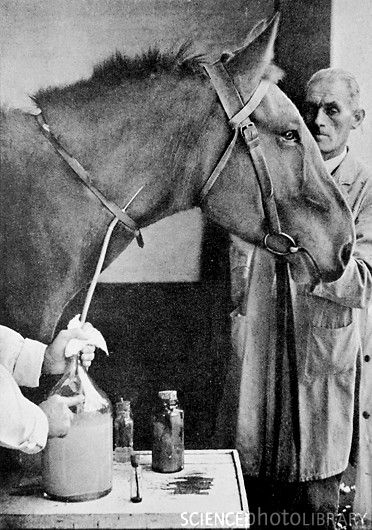 Serum against diphtheria
                        was won first with horse blood