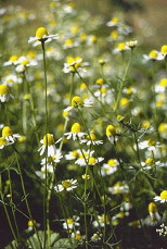 Herbal
                        antibiotic: camomile