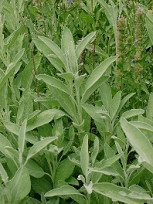 Herbal antibiotic: Sage leaves