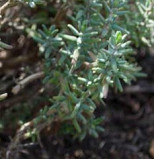 Herbal antibiotic:
                        thyme