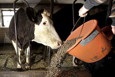 Antibiotics
                in feedstuffs: Resistances of bacteria are always
                increasing, so...