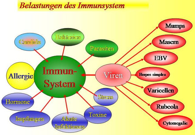 The charges for the immune system,
                            scheme [1]: Candida, bacteria, parasites,
                            stress, toxins [poisons], acute infections,
                            vaccinations, hormones and viruses (mumps,
                            measles, Epstein Barr virus EBV, herpes
                            simplex, varicells, rubeola,
                            cytomegalovirus).