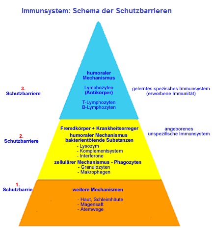 Protection barriers of immune
                                system, scheme