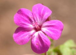 5 ptalos, por ejemplo
                  Geranium robertianum