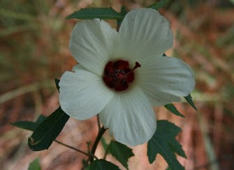 5 ptalos:
                  un hibisco (Hibiscus aculeatus)