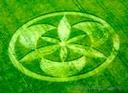Kornkreis: Halbmond-Mandala oder Blumenmandala
                    -- crop circle: half moon or flower mandala