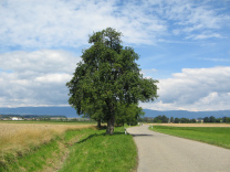 Noch ein weiterer Nussbaum