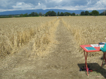 Beim Abzweig ins Feld steht ein Tisch mit
                          Beschreibung des Kornkreises und mit einer
                          Kollekte fr den Bauern