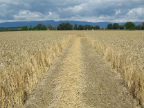 Weg zum Kornkreis im Kornfeld