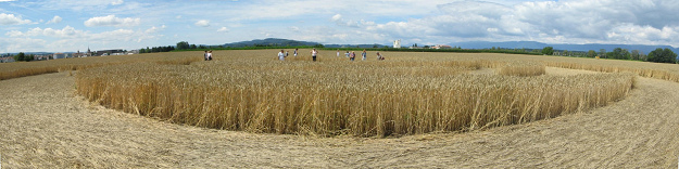 Kornkreis-Panorama mit Payerne und Juraketten